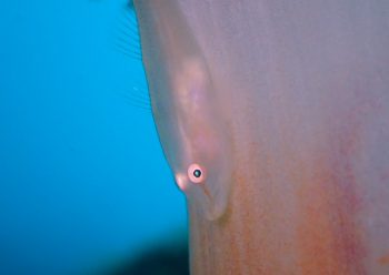 スケロクウミタケハゼ