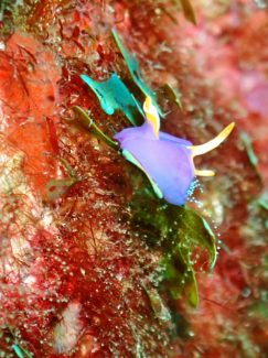 ムラサキウミコチョウ