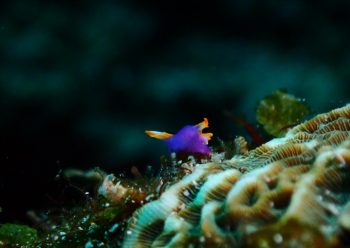 ムラサキウミコチョウ