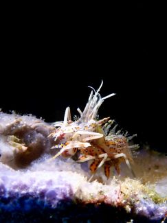 トゲツノメエビ