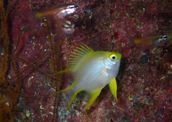 ヤマブキスズメダイ