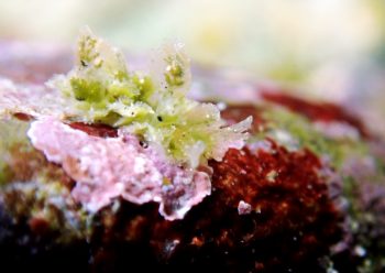 カンランウミウシ