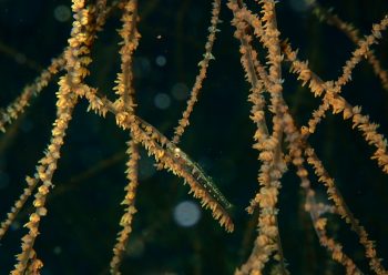 スジグロガラスハゼ