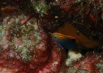 クロメガネスズメダイ