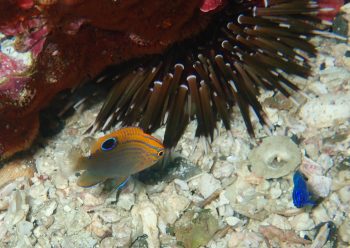 クロメガネスズメダイ