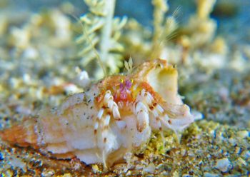 ディオゲネス・ドロテアエ