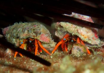 セグロサンゴヤドカリ