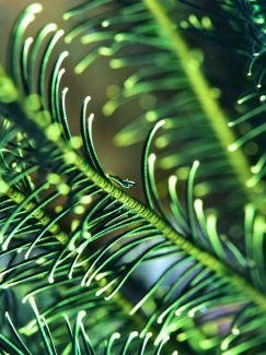 ウミウシヤドリエビ