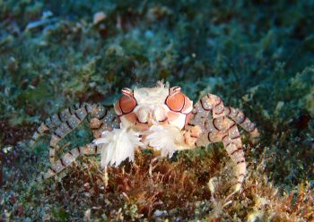 キンチャクガニ