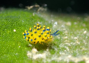 アオモウミウシ