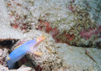 ハナヒゲウツボ