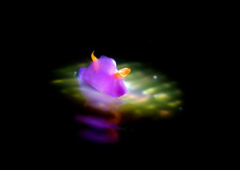 ムラサキウミコチョウ