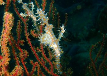 ニシキフウライウオ