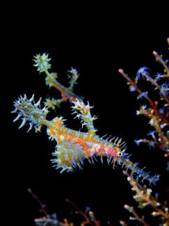 ニシキフウライウオ