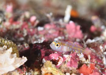 カシワベニハゼ