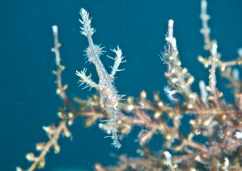 ニシキフウライウオ