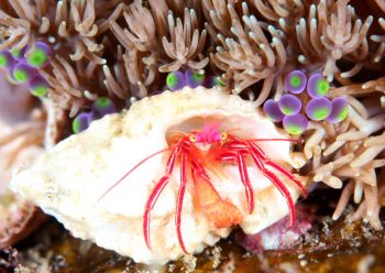 ゼブラホンヤドカリ　