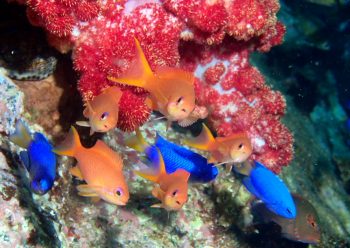 キンギョハナダイ