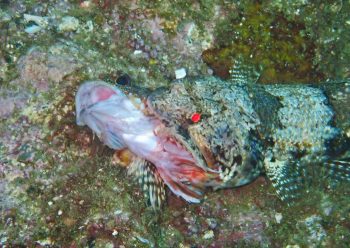 エソの捕食シーン