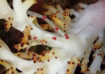 クダヤギクモエビ