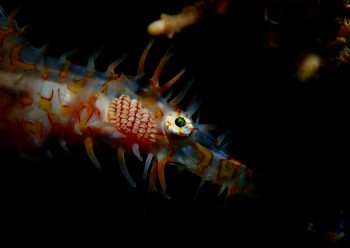 ニシキフウライウオ