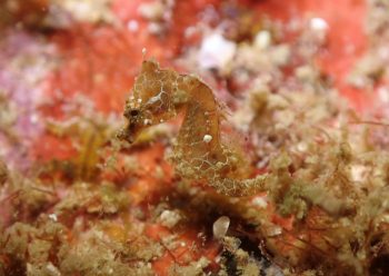 ハチジョウタツ