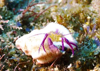 ムラサキゼブラヤドカリ