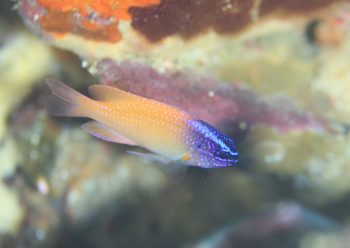 レモンスズメダイ