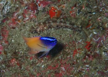 レモンスズメダイ