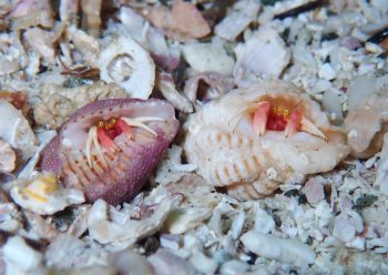 アカテミギキキヨコバサミ