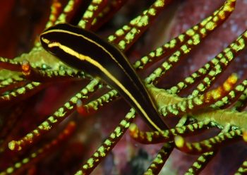 ウミシダウバウオ