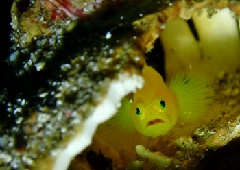 ミジンベニハゼ