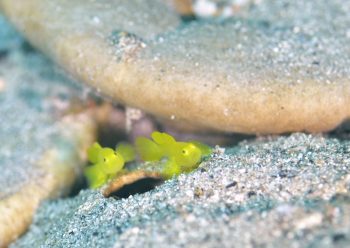 ミジンベニハゼ