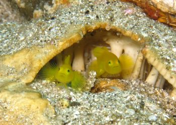 ミジンベニハゼ