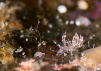 ユビワミノウミウシＳＰ