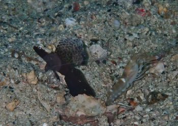 ホタテツノハゼ