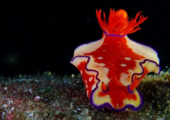 ニシキウミウシ