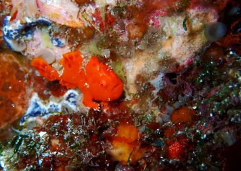 イロカエルアンコウ