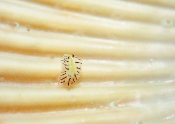 エレガントヒオドシウミウシ