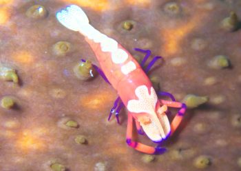 ウミウシカクレエビ