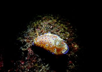 オトヒメウミウシ