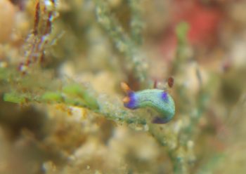 クロスジリュウグウウミウシ？