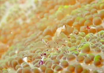 アカホシカクレノコシヤドリ