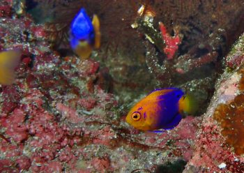 レンテンヤッコ