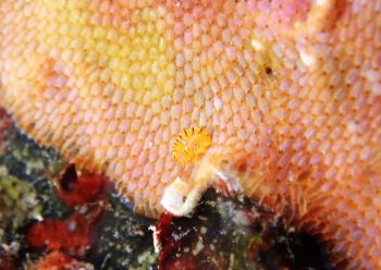 ホムラスベヨコエビ