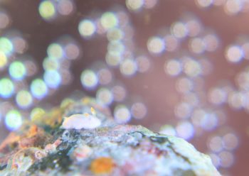 シロウサギウミウシ