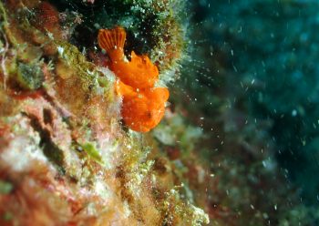 イロカエルアンコウ