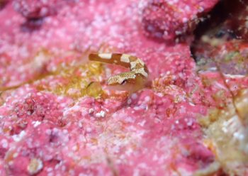 メシマウバウオ