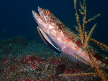 ホンソメワケベラ・アカエソ