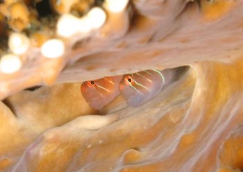 アワイロコバンハゼ